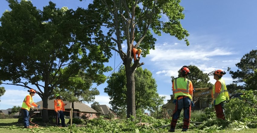 Urban Tree Maintenance