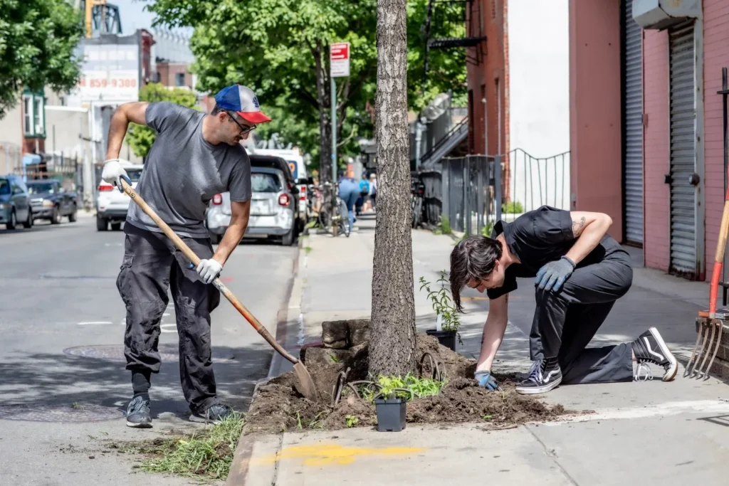 Urban Tree Maintenance