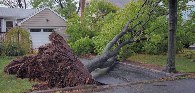 Hidden Tree Hazards