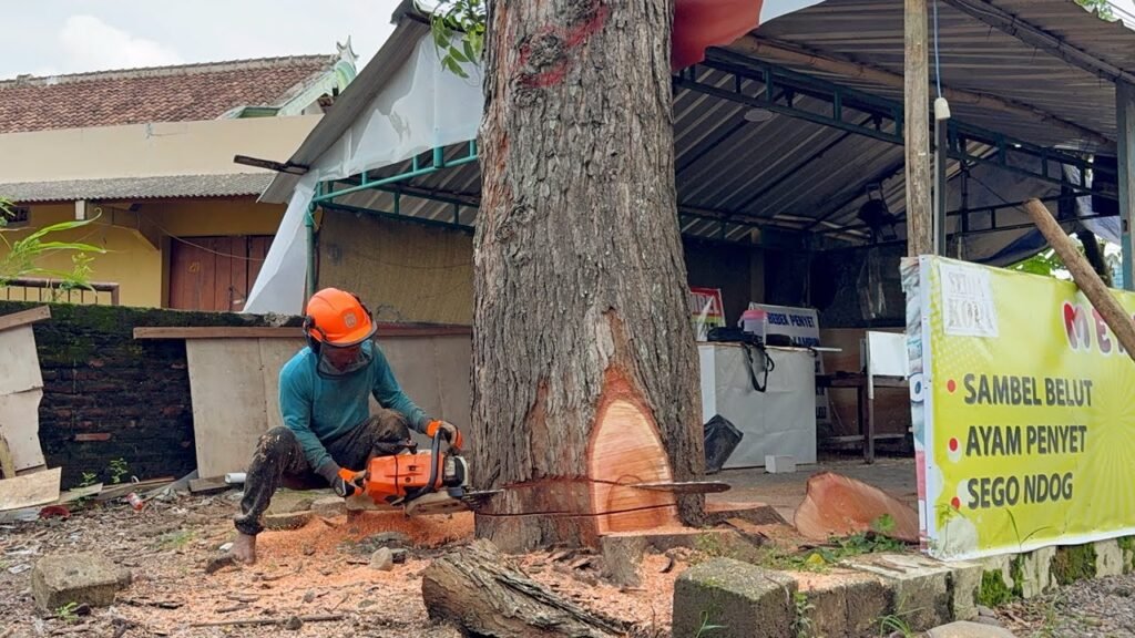 Hidden Tree Hazards