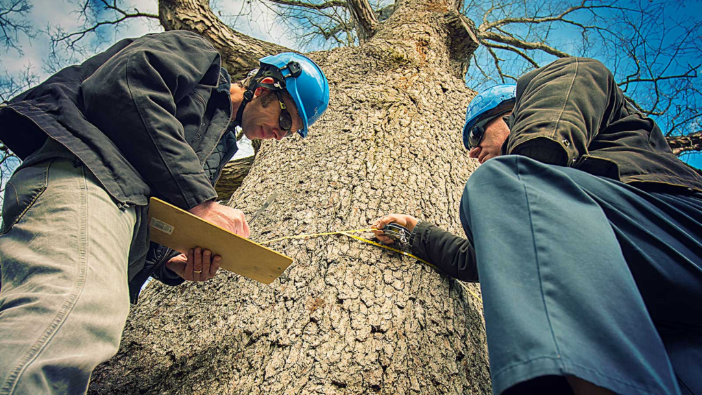 Tree Risk Management