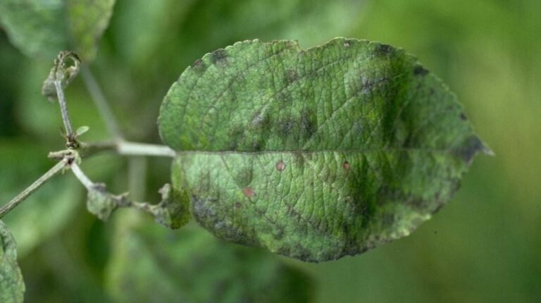 How to Identify and Treat Common Tree Diseases