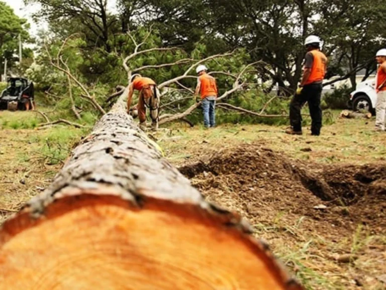 The Psychology of Tree Removal: Why Saying Goodbye to Your Tree Is Harder Than You Think
