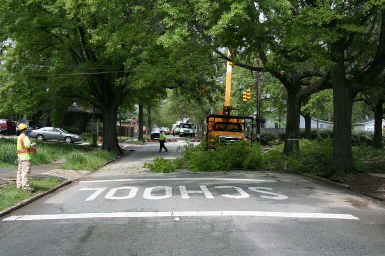 Urban Tree Maintenance