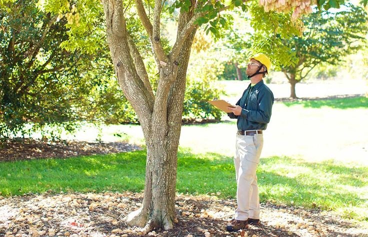 How Tree Risk Management Helps Prevent Unexpected Property Damage