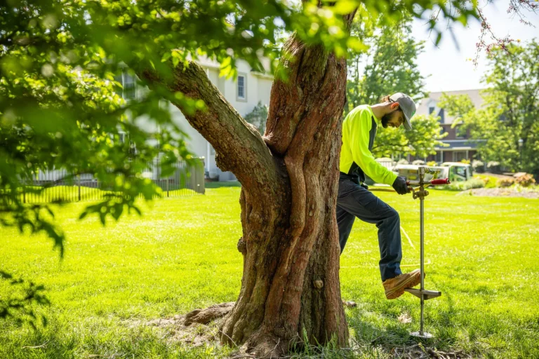 Tree Health Monitoring