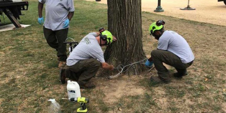 Hidden Tree Hazards