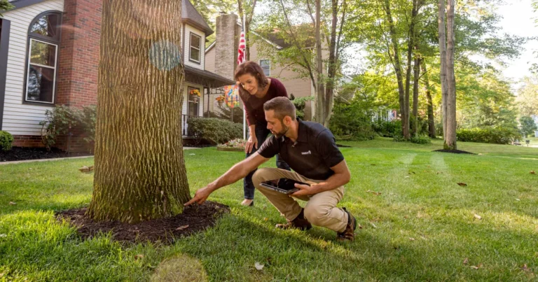 Tree Health Monitoring